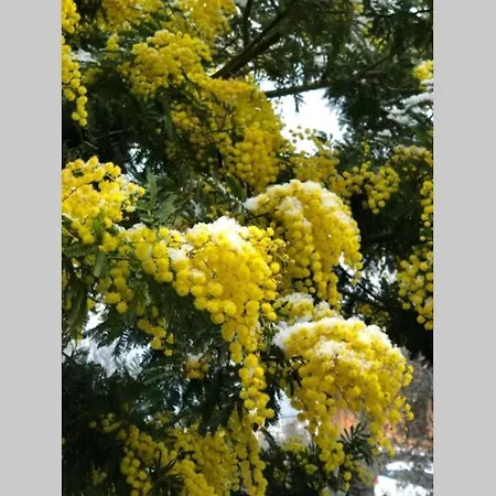 Mimosa-con Piscina E Vista * Brenzone sul Garda